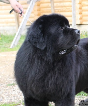 Фото: ньюфаундленд Матвей с Берега Дона (Matvey s Berega Dona)