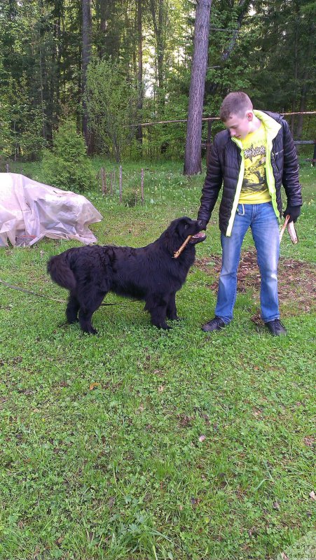 Фото: ньюфаундленд Фаина из Племени Кедра