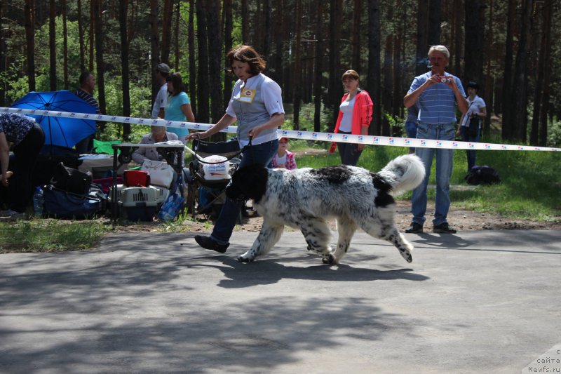 Фото: ньюфаундленд Сказочная Кроха Шарман
