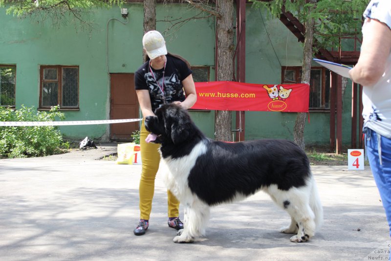 Фото: ньюфаундленд Плюшевая Панда Шевалье де Мон от Леди Ди (Plushevaya Panda Schevaler de Mon ot Ledi Di)