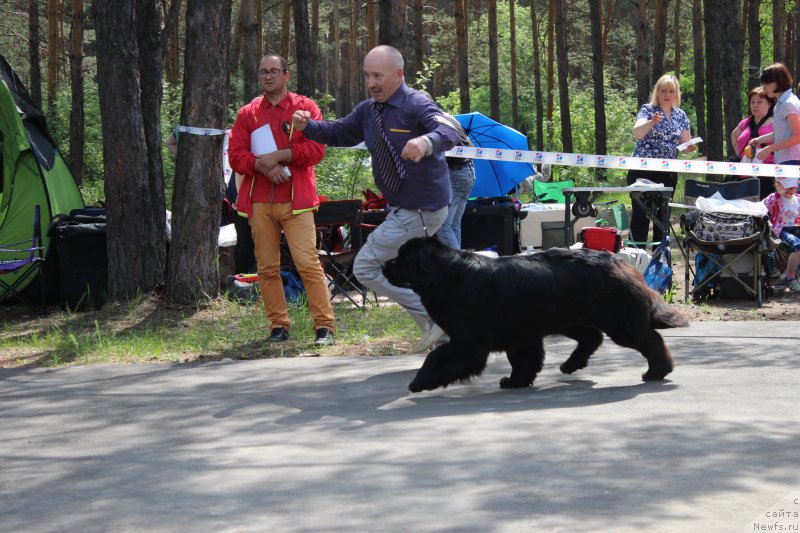 Фото: ньюфаундленд Скарлет О'Хара