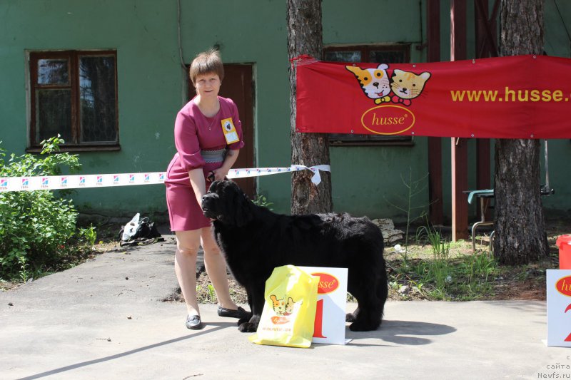 Фото: ньюфаундленд Дар Свезы Со Ит Шелл Би (Dar Svezy So it Shell Be), Ольга Будина