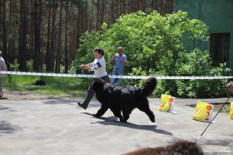 Фото: ньюфаундленд Акватория Келвин Ювентус (Aquatoriya Kelvin Yuventus)