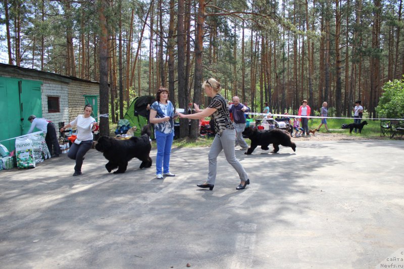 Фото: ньюфаундленд Акватория Келвин Ювентус (Aquatoriya Kelvin Yuventus), ньюфаундленд Многоликая Богиня Манифик (Mnogolikaya Boginya Manifik)