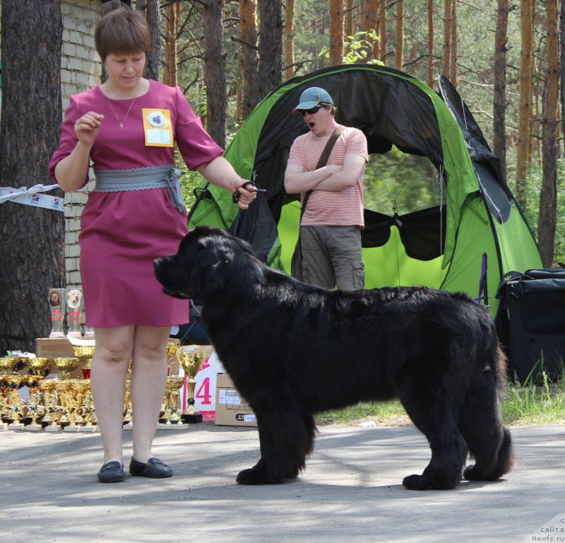 Фото: ньюфаундленд Дар Свезы Со Ит Шелл Би (Dar Svezy So it Shell Be), Ольга Будина