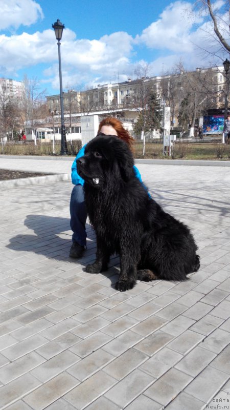 Фото: ньюфаундленд Бегущая по Волнам Чойс оф Фибоначчи (Begushaya po Volnam Choice of Fibonacci)