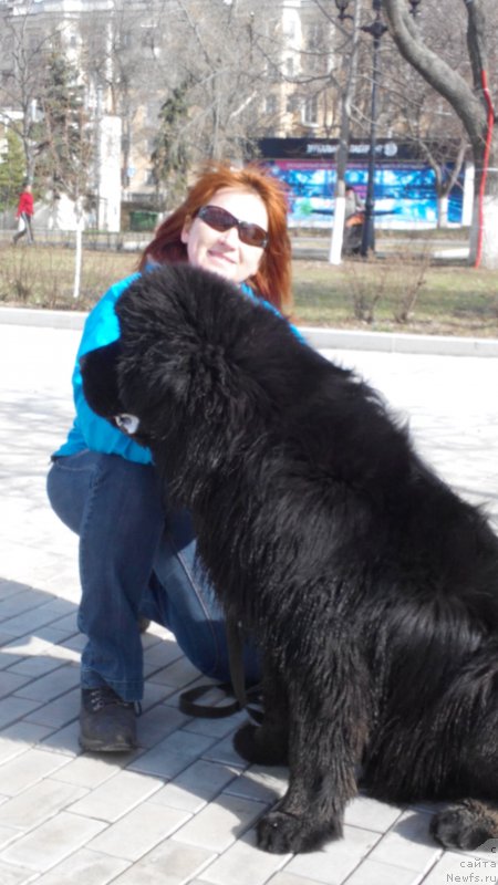 Фото: ньюфаундленд Бегущая по Волнам Чойс оф Фибоначчи (Begushaya po Volnam Choice of Fibonacci)