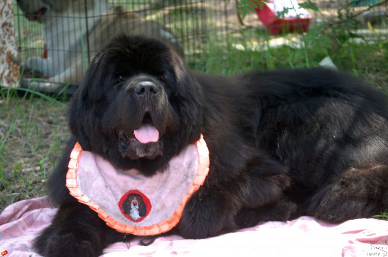 Фото: ньюфаундленд Блэк Диамонд Агидель от Потапа Чеззарио (Black Diamond Agidel ot Potapa Chezzario)