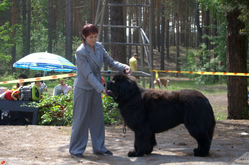 Фото: ньюфаундленд Блэк Диамонд Агидель от Потапа Чеззарио (Black Diamond Agidel ot Potapa Chezzario)