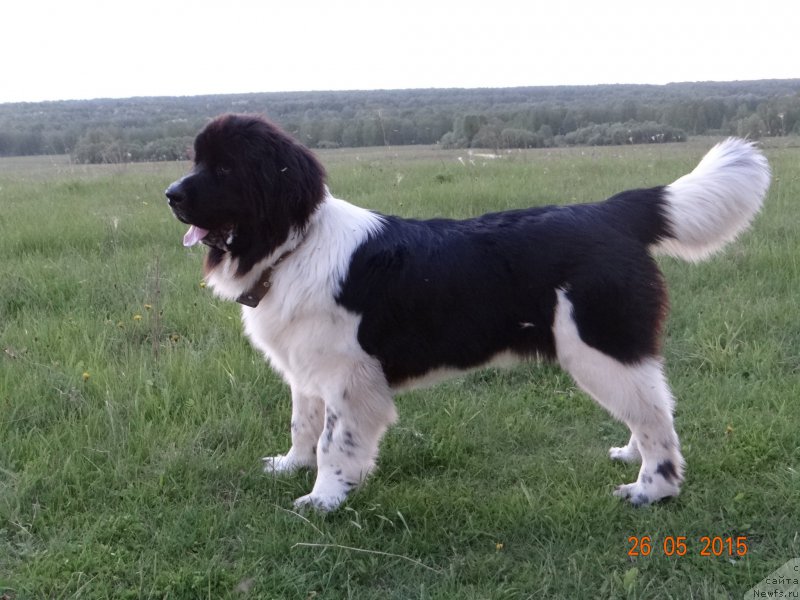 Фото: ньюфаундленд Беатрис Бьютифул от Сибирского Медведя