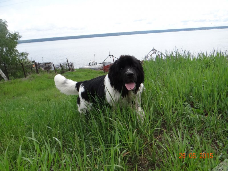 Фото: ньюфаундленд Беатрис Бьютифул от Сибирского Медведя