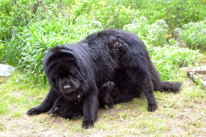 Фото: ньюфаундленд Лепесток Лилии, ньюфаундленд Лемюэль Дериен