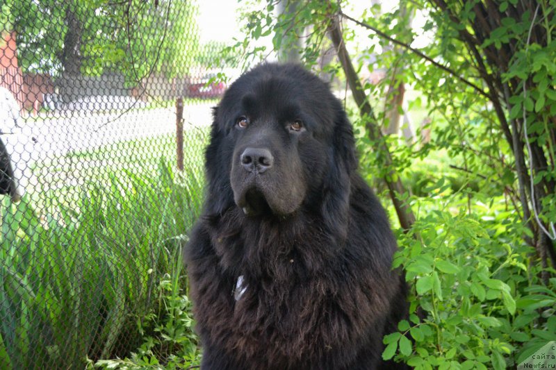 Фото: ньюфаундленд Лемюэль Дериен