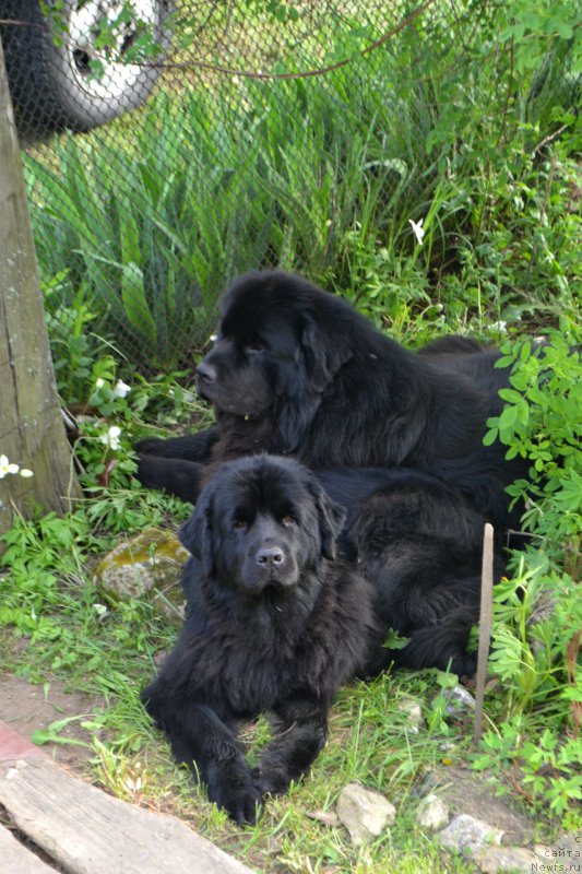 Фото: ньюфаундленд Лемюэль Дериен, ньюфаундленд Лепесток Лилии