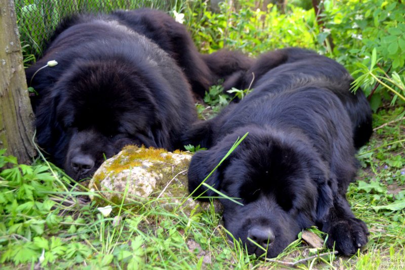 Фото: ньюфаундленд Лемюэль Дериен, ньюфаундленд Лепесток Лилии