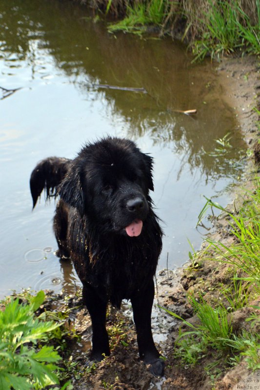 Фото: ньюфаундленд Лепесток Лилии