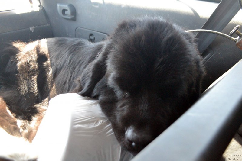 Фото: ньюфаундленд Лепесток Лилии