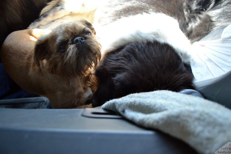 Фото: Хэппи, ньюфаундленд Сент Джонс Прима де Феролли