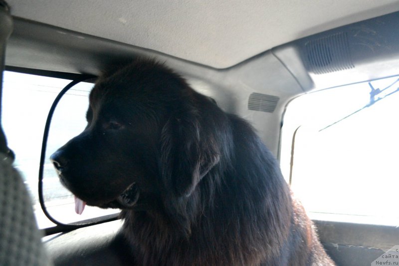 Фото: ньюфаундленд Лемюэль Дериен