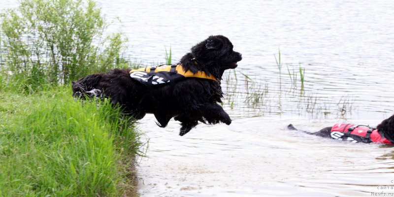 Фото: ньюфаундленд Cristalmar Cadeaux de Noel