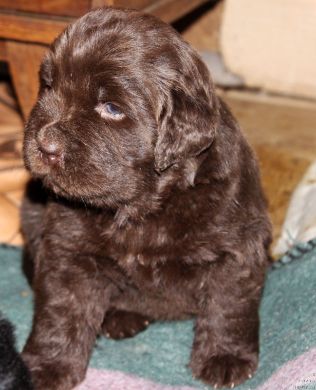 Фото: ньюфаундленд Браунблад МСК Жанара Хайя (Brownblood MSK Zhanara Haya)