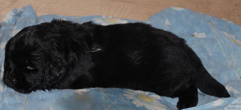 Фото: ньюфаундленд Браунблад МСК Жамал Амира