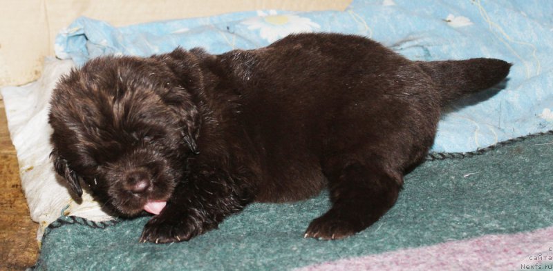 Фото: ньюфаундленд Браунблад МСК Жани Ошер (Brownblood MSK Zhani Osher)