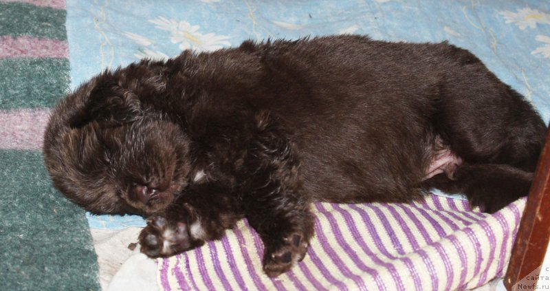 Фото: ньюфаундленд Браунблад МСК Жани Ошер (Brownblood MSK Zhani Osher)