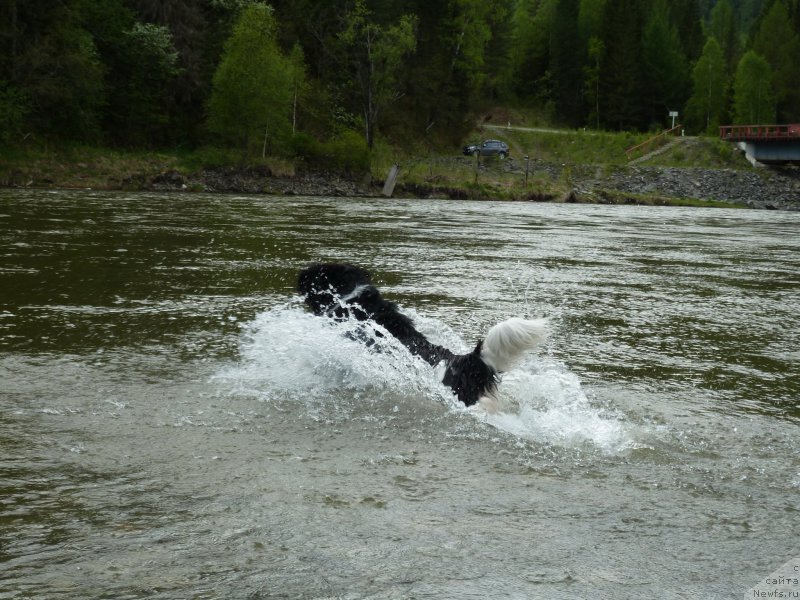Фото: ньюфаундленд Би Перфект Витко Юго