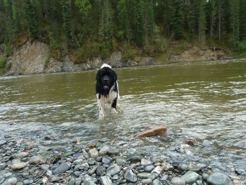 Фото: ньюфаундленд Би Перфект Витко Юго
