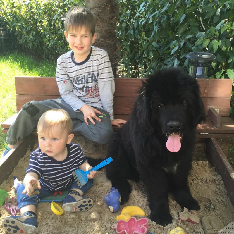 Фото: ньюфаундленд Focus Chivas Super Mishka