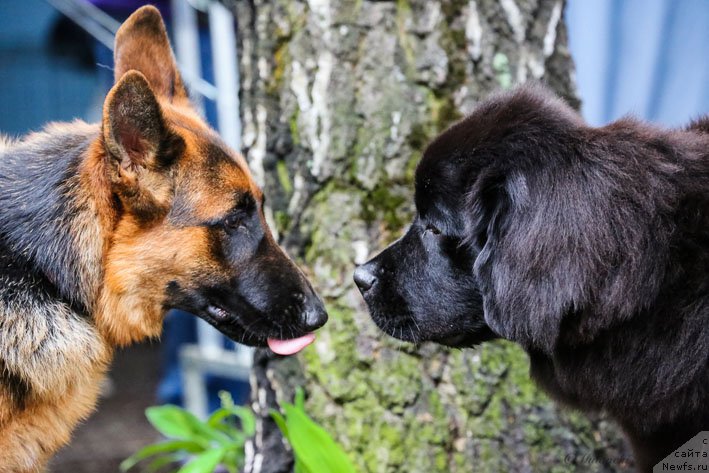 Фото: ньюфаундленд Вперед Зовущая с Берега Дона (Vpered Zovuschaya s Berega Dona)