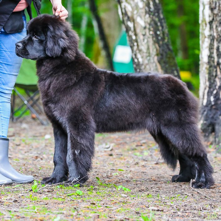 Фото: ньюфаундленд Вперед Зовущая с Берега Дона (Vpered Zovuschaya s Berega Dona)