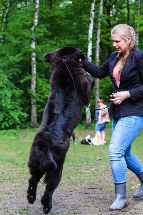Фото: ньюфаундленд Вперед Зовущая с Берега Дона (Vpered Zovuschaya s Berega Dona)