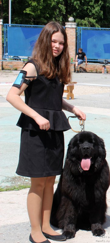 Фото: Мария Шмелева, ньюфаундленд Браунблад МСК Харрикейн Хиггенс (Brownblood MSK Harricane Higgins)