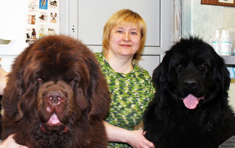 Фото: ньюфаундленд Чарли Де Бест Хелфи Пэл (Charli The Best Helfi Pel), Елена Бажутина, ньюфаундленд Русская Красавица Нюра
