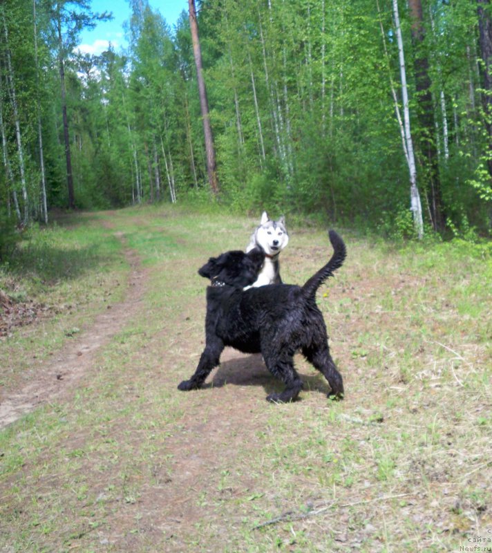Фото: ньюфаундленд Смигар Волна Успеха