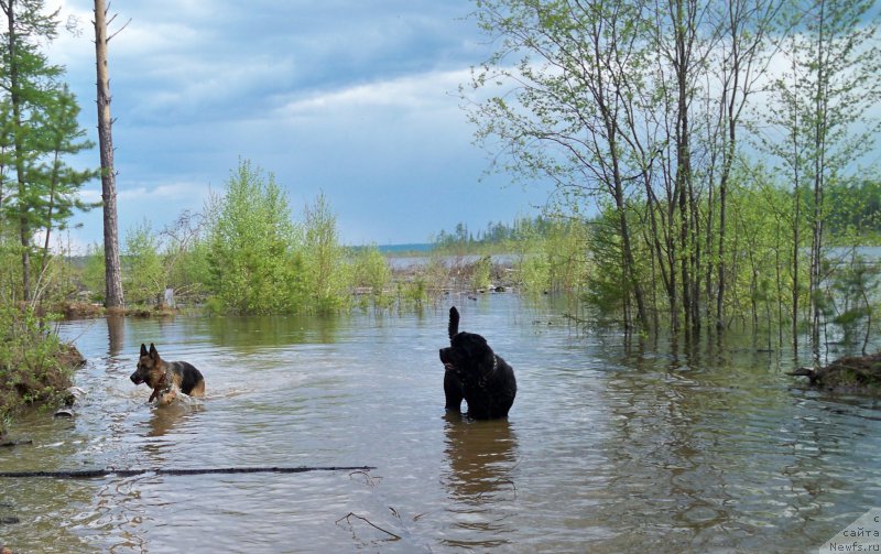 Фото: ньюфаундленд Смигар Волна Успеха