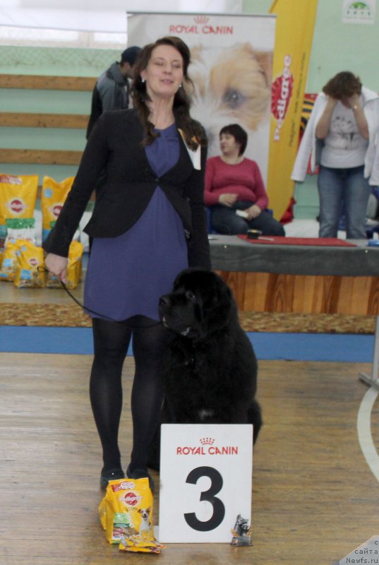 Фото: ньюфаундленд Смигар Танго ин зе Найт (Smigar Tango in the Night)