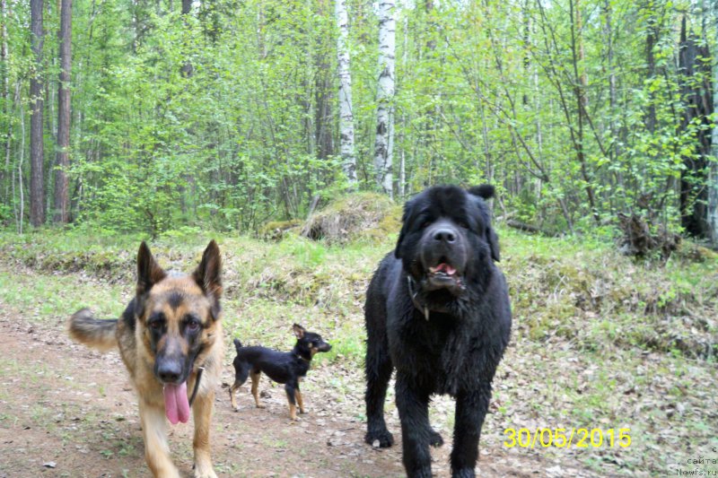 Фото: ньюфаундленд Смигар Волна Успеха