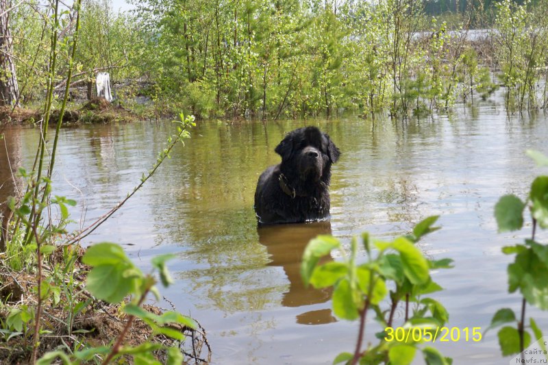 Фото: ньюфаундленд Смигар Волна Успеха