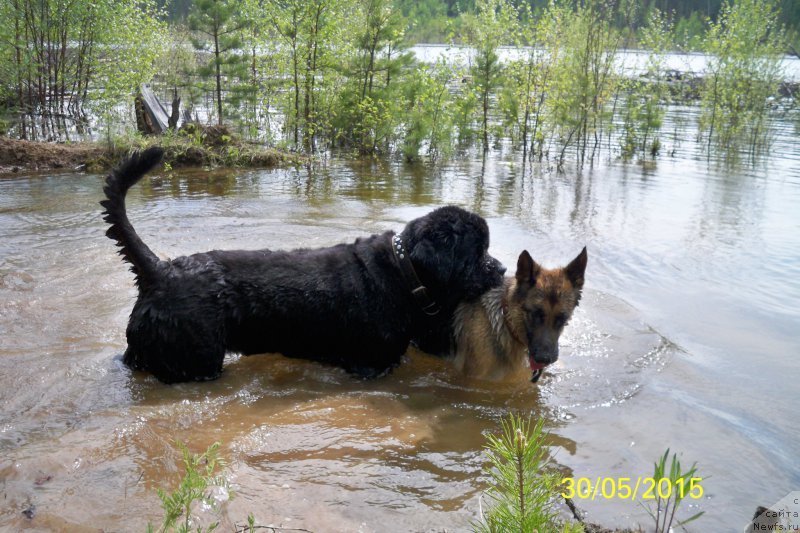 Фото: ньюфаундленд Смигар Волна Успеха