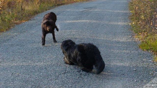 Фото: ньюфаундленд Золушка Хрустальная Туфелька, ньюфаундленд Кайден Плейфул (Kaiden Playful)