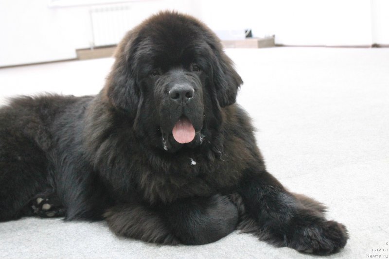 Фото: ньюфаундленд J'aime Leventarrier iz Volotova