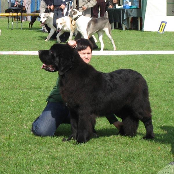 Фото: ньюфаундленд Акватория Келвин Захар