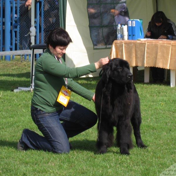 Фото: ньюфаундленд Акватория Келвин Заря в Хижине Дяди Джери (Aquatoriya Kelvin Zarya v Hijine Dyadi Djeri)