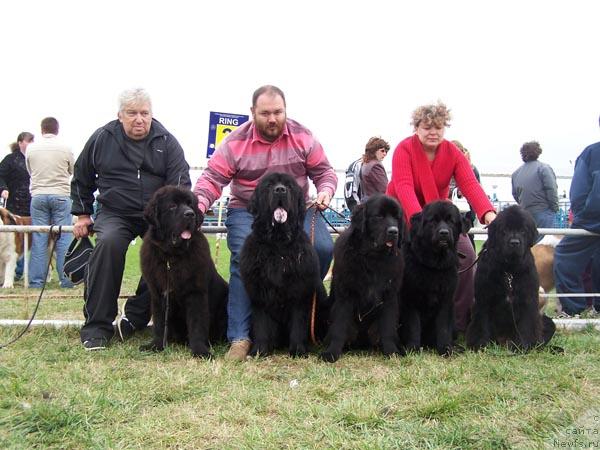 Фото: ньюфаундленд Акватория Келвин Захар, ньюфаундленд Звездный Сын с Берега Дона (Zvezdny Syn s Berega Dona), ньюфаундленд Акватория Келвин Заря в Хижине Дяди Джери (Aquatoriya Kelvin Zarya v Hijine Dyadi Djeri), ньюфаундленд Избранница Судьбы с Берега Дона (Izbrannitsa Sudby s Berega Dona), ньюфаундленд Даниэлла Стил из Медвежьего Яра