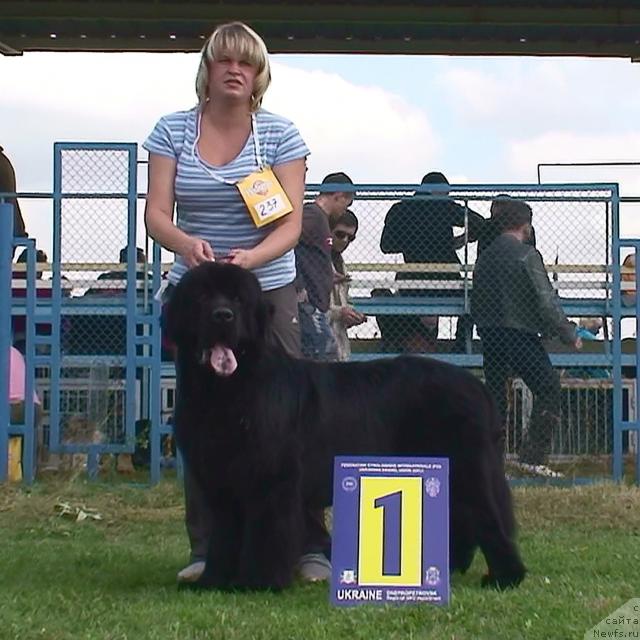 Фото: ньюфаундленд Звездный Сын с Берега Дона (Zvezdny Syn s Berega Dona)