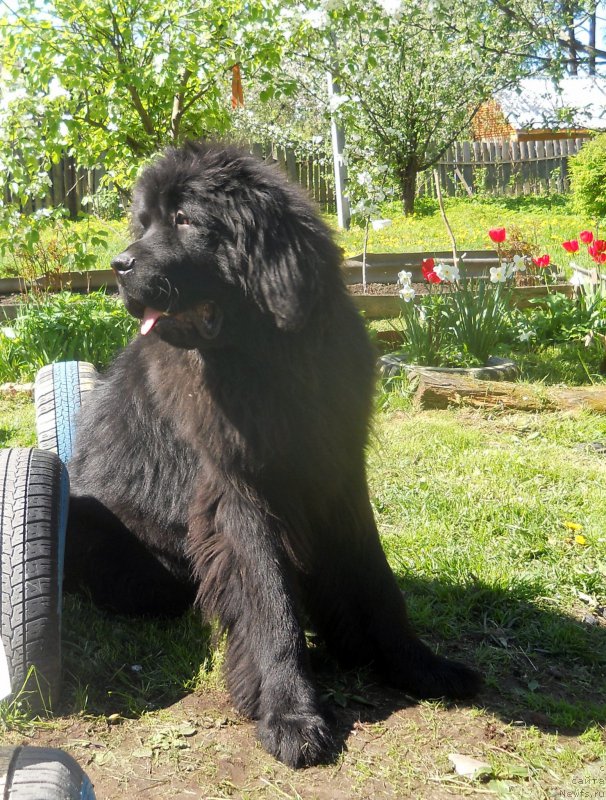 Фотография № 182867