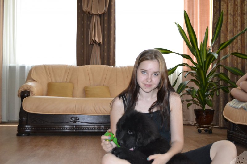 Фото: ньюфаундленд Черный Балу Евита Леона